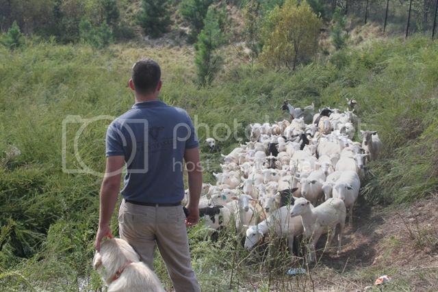 ATL-SHEEP-and-sheepherder_zps34130af0.jpg