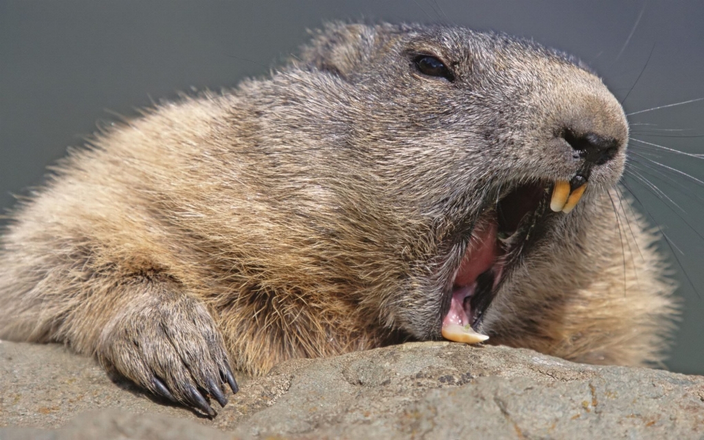 forest_animals_wallpaper_-_beaver.jpg