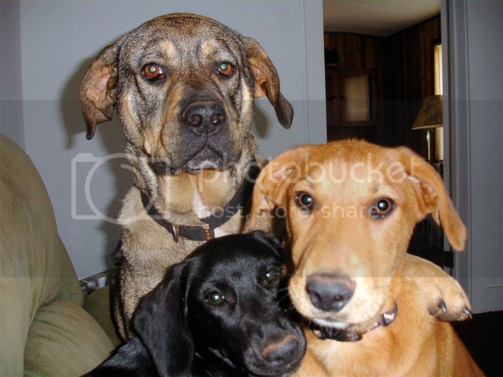furkids.jpg
