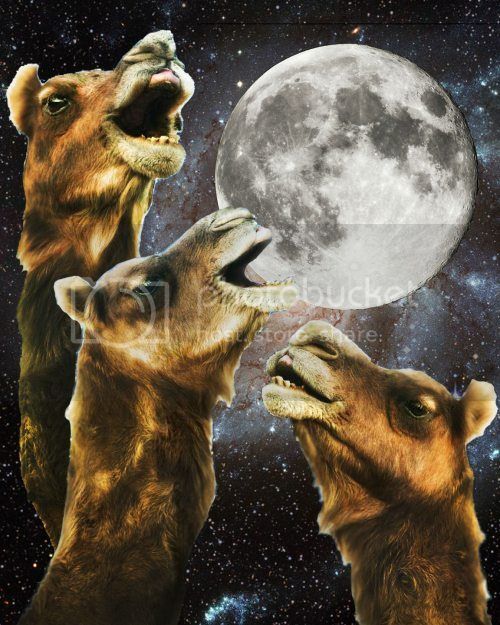 llama2.jpg