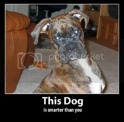 smartdog-1.jpg