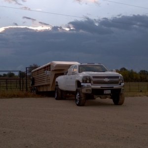 Duramax hauling cattle