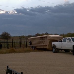 Duramax hauling cattle