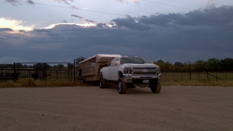 Duramax hauling cattle