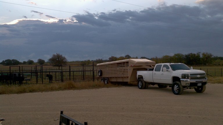 Duramax hauling cattle